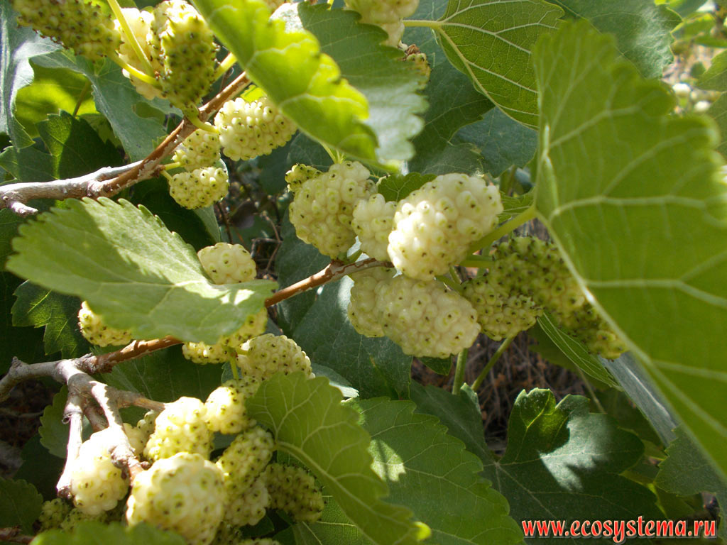 The White Mulberry tree (Morus alba) with mature fruits on the street of a seaside town on the coast of Crete
