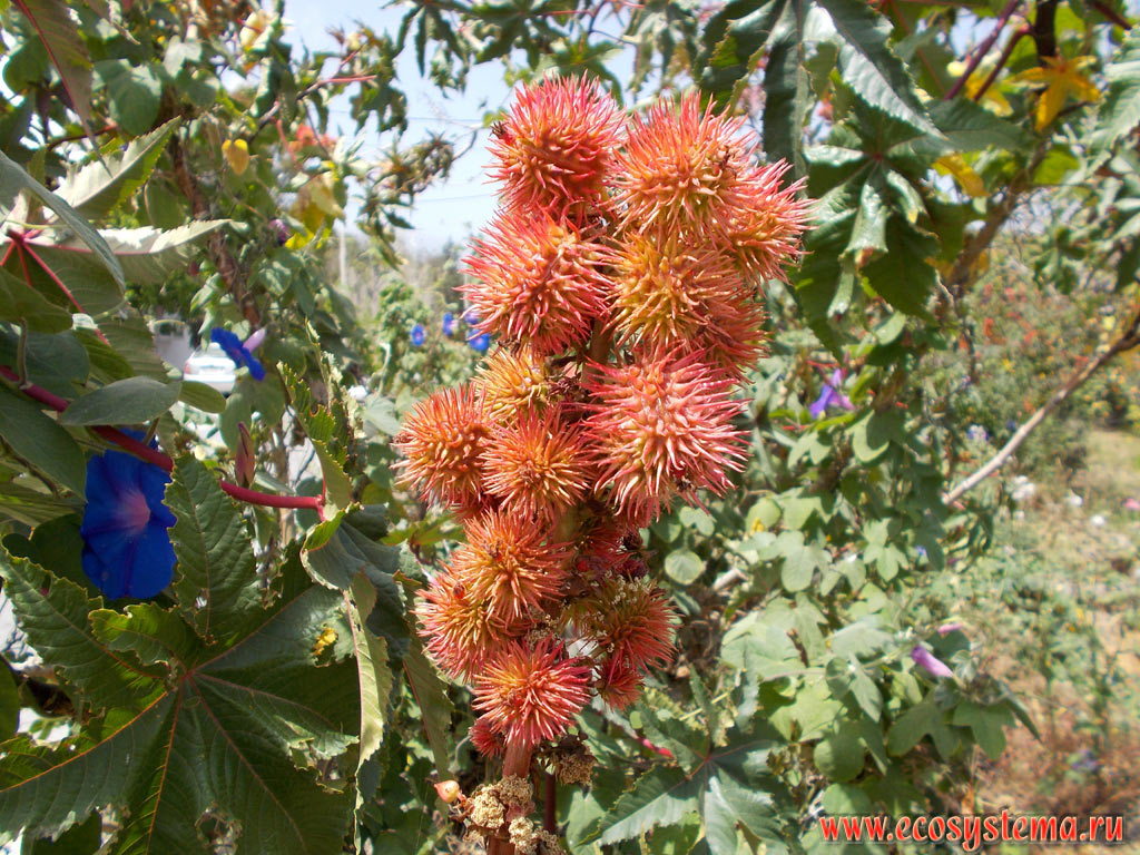 The Castor Bean, or Castor Oil Plant tree (Ricinus communis, from the family of Euphorbiaceae) with fruits on the street of a seaside town on the coast of the island of Crete