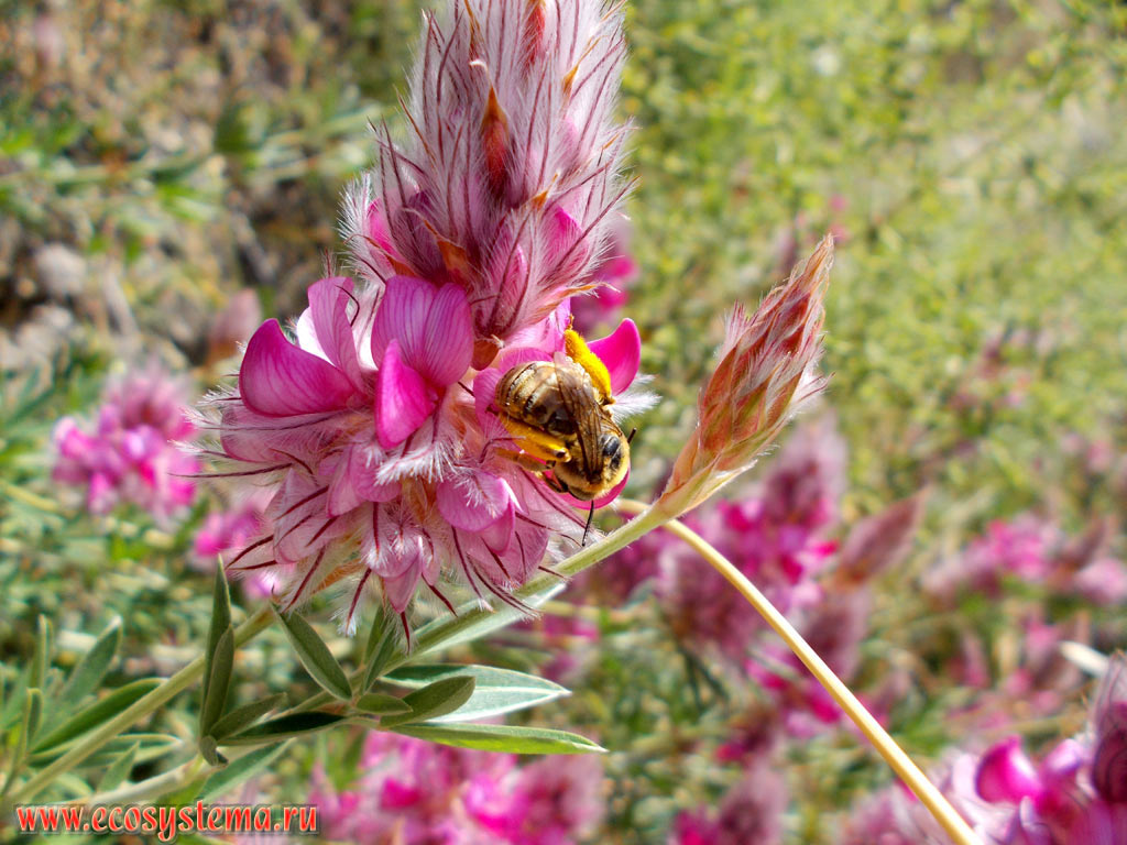 Цветок эбенуса критского (Ebenus cretica, семейство Бобовые - Fabaceae) - эндемика Крита, с опыляющей его медоносной пчелой (Apis mellifera) на горном склоне в центральной низкогорной части острова Крит
