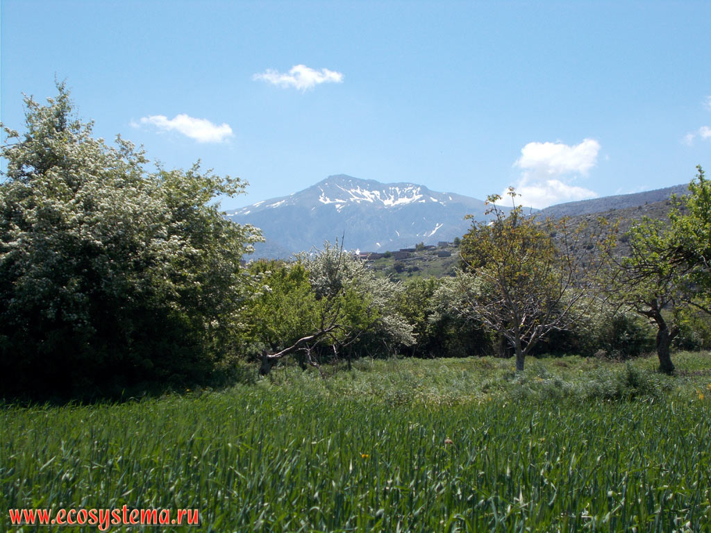 Mountain orchard with peaches, apples, cherries, and agricultural fields of cereals on the Lasithi flat mountain plateau at an altitude of 850 meters above sea level and the Dikti, or Dicte mountain chain