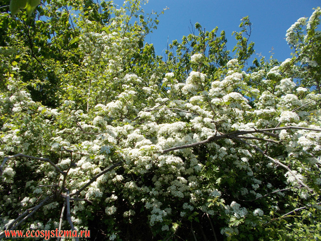 Flowering Hawthorn bush (Crataegus) on the Lasithi Plateau at an altitude of 850 meters above sea level