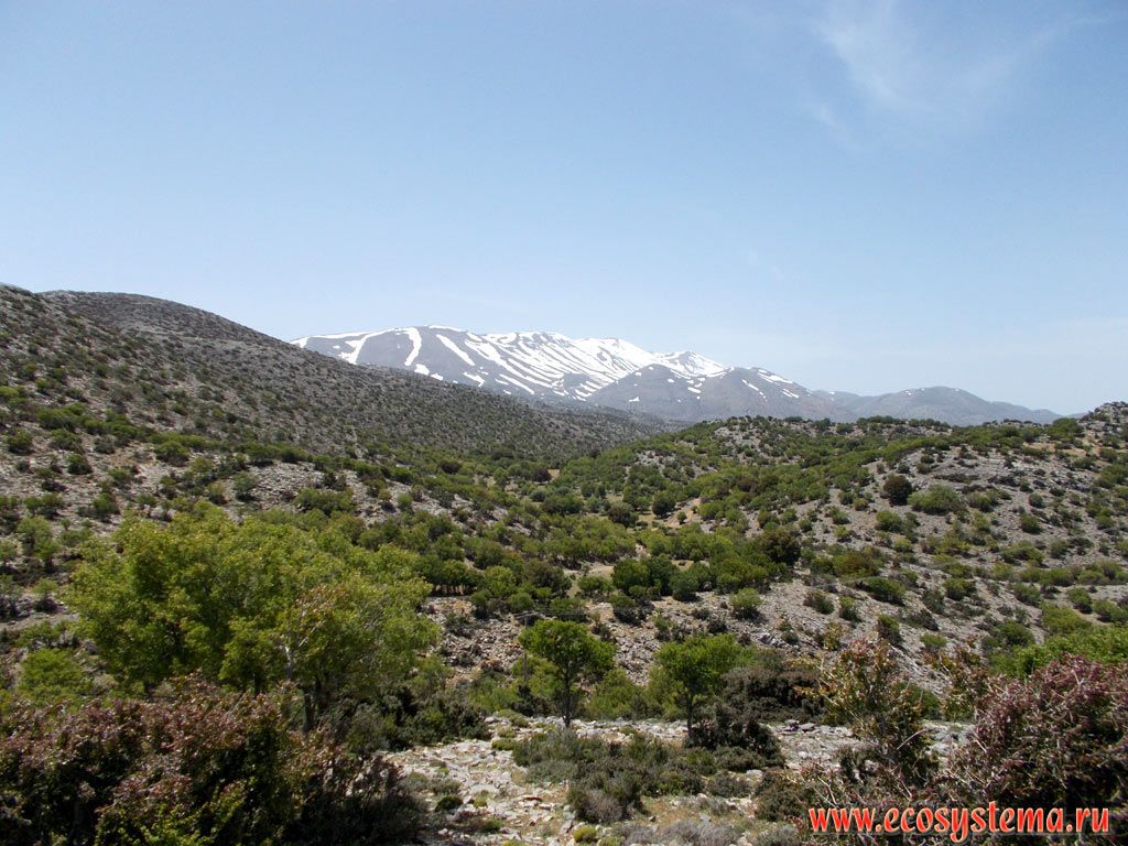 The slopes of the high mountain Lasithi  plateau, covered with phrygana (garrigue) - plant community with predominance of low-growing shrubs, subshrubs and dwarf shrubs