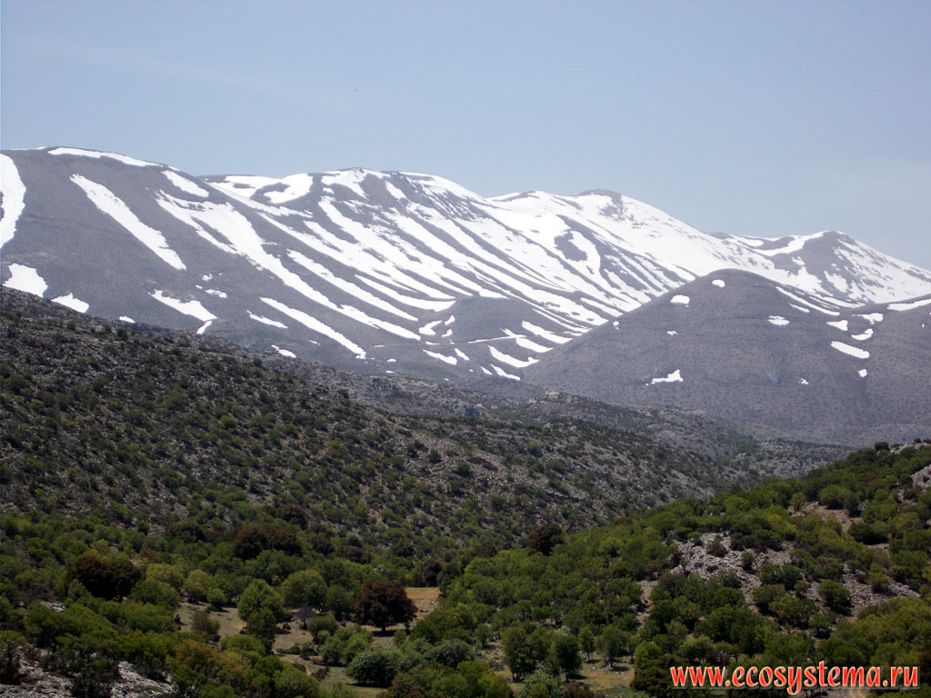 The Dikti, or Dicte mountain chain with the height of peaks around 2000 m above sea level, surrounding the Lasithi plateau, covered with phrygana (garrigue) - the plant community with predominance of low-growing shrubs, subshrubs and dwarf shrubs