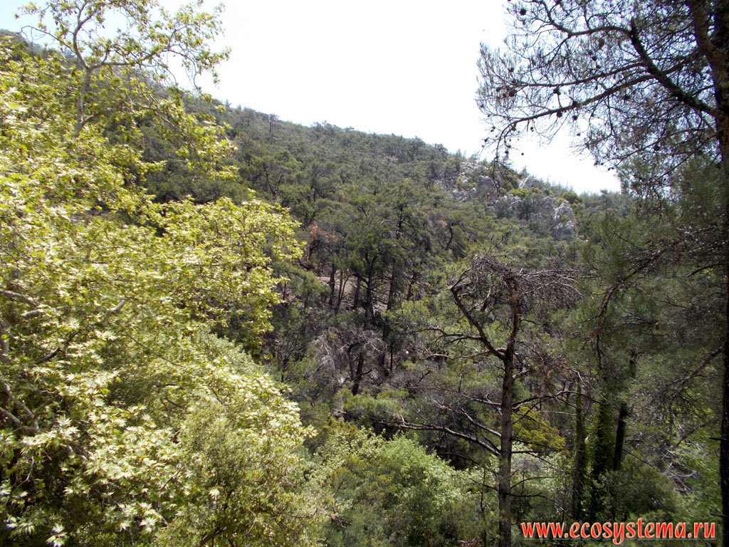 Светлохвойный лес с преобладанием сосны калабрийской (Pinus brutia) на склонах средневысотных гор Трипти (Thrypti mountains)