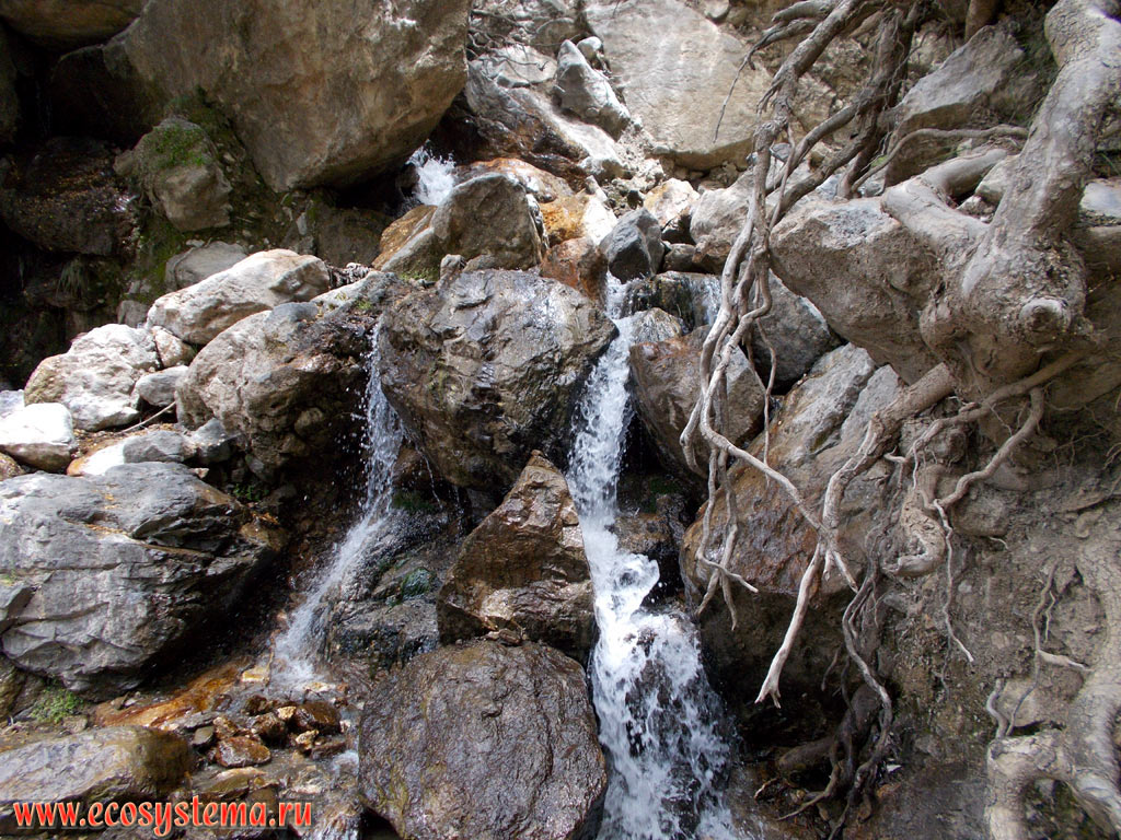 Water spring and a small mountain stream in the light coniferous (pine) forest on the edge of the Lasithi plateau