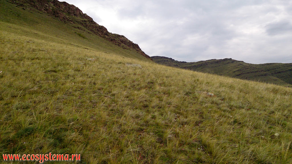 Grass meadow steppe on the slope of the Oglakhty mountain range at altitudes of about 450 meters above sea level