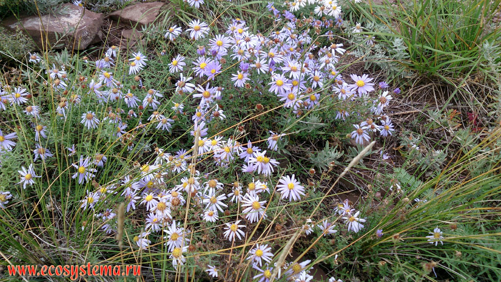 Siberian Aster (Aster sibiricus) on the slope of the Oglakhty mountain range on the territory of the Khakassky State Nature Reserve