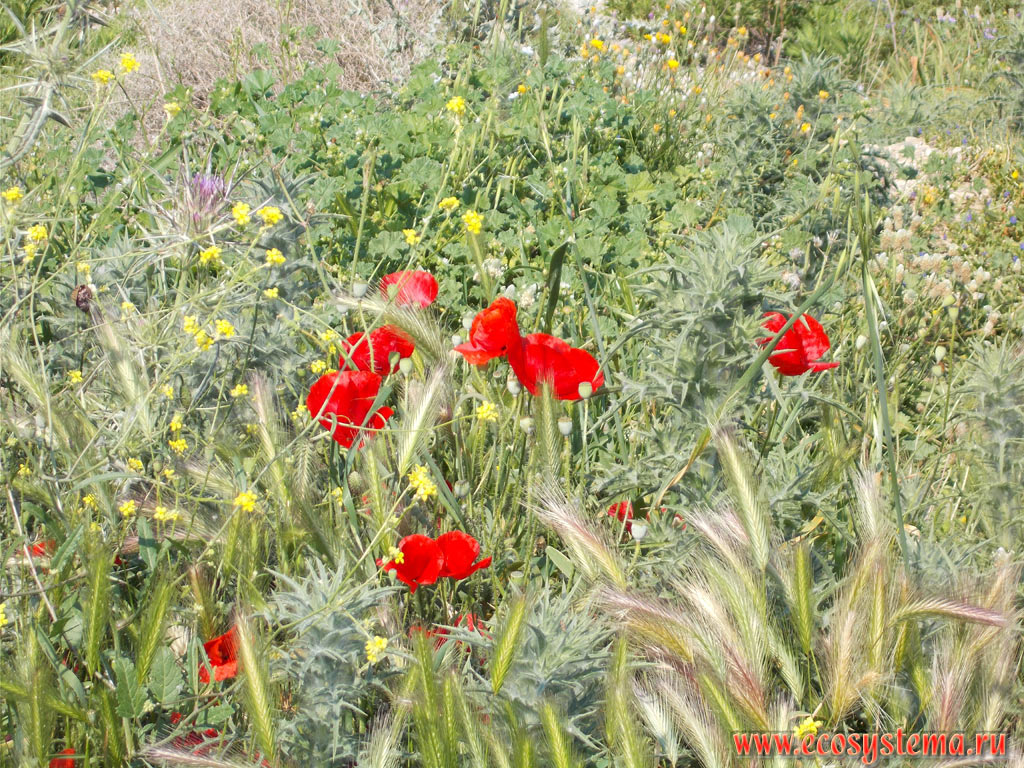 Grassland meadow with Hordeum, Avena and Common Poppies, or corn, or field, or red poppy (Papaver rhoeas) on the slopes of the mountain range Dikeos, at an altitude of about 400 meters above sea level