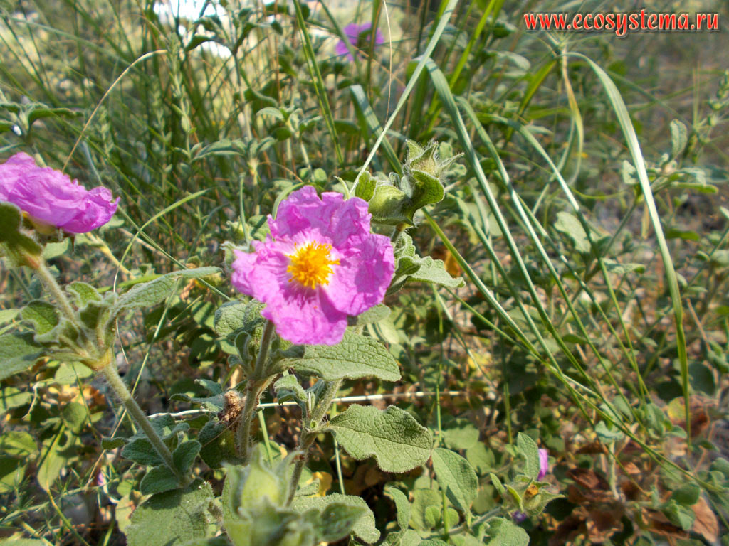 Pink Rock-Rose (Cistus creticus) among the meadow grasses on the slopes of the mountain range Dikeos, at an altitude of about 400 meters above sea level