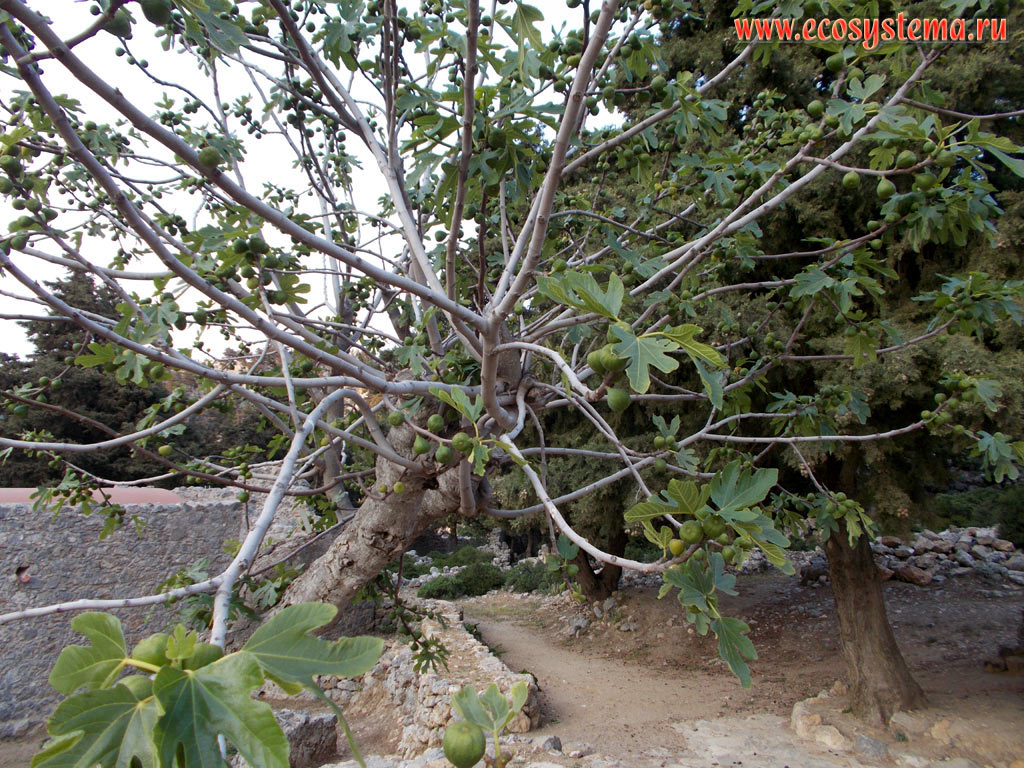 Дерево инжира, или фиги, или смоковницы (Ficus carica) на территории разрушенного древнего города-крепости Палео Пили на склонах горной гряды Дикеос, на высоте около 600 метров над уровнем моря