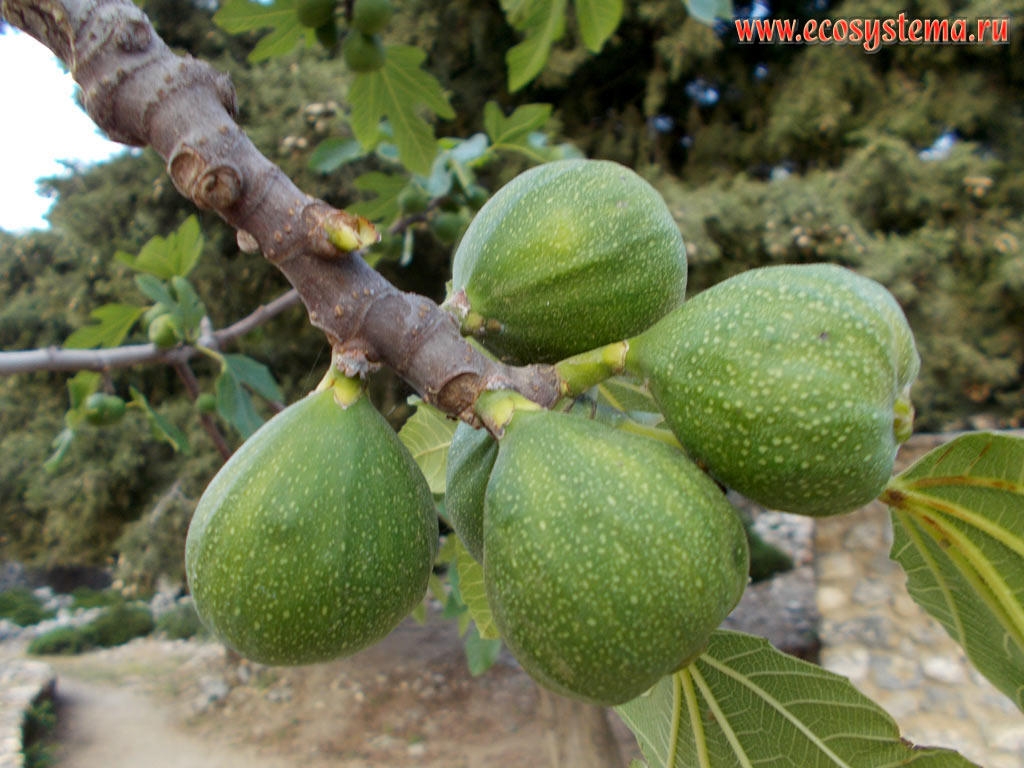 Immature figs on the common fig (Ficus carica) tree on the territory of the ruined ancient fortress city Palio Pyli on the slopes of the mountain range Dikeos