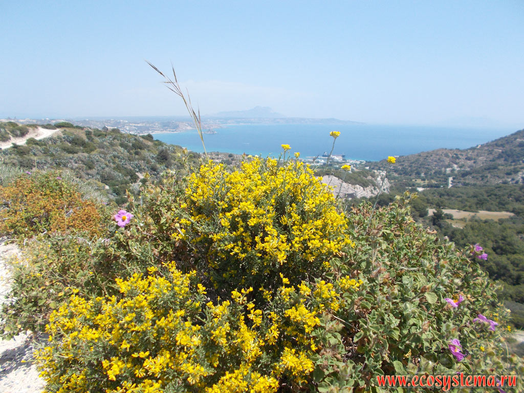 Blooming Coronilla and Cistus creticus (Pink Rock-Rose) shrubs in a sparse phrygana (garrigue) - a plant community with a predominance of xerophytic shrubs, subshrubs and dwarf shrubs