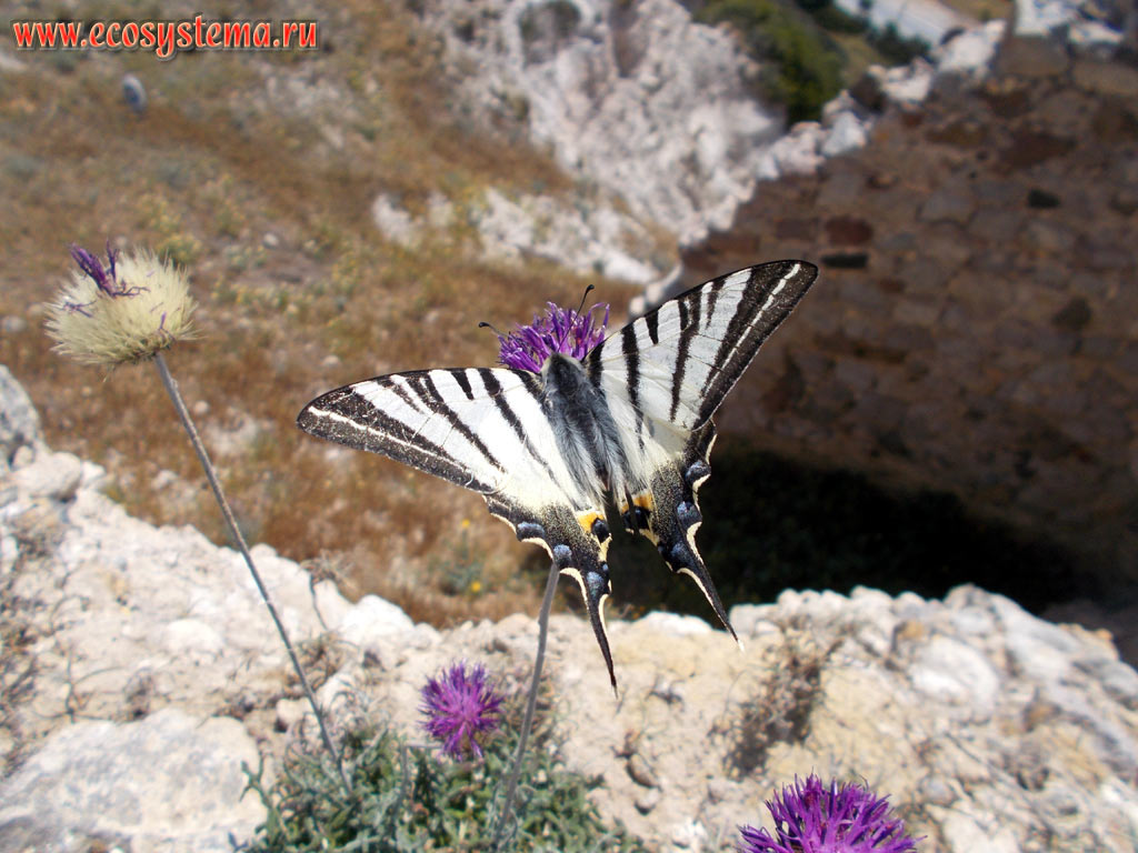 The Scarce Swallowtail, or Sail Swallowtail, or Pear-tree Swallowtail (Iphiclides podalirius) on a flower