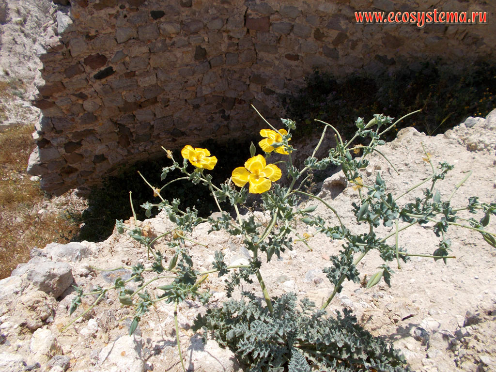 Blooming Yellow Hornpoppy (Glaucium flavum) on the edge of the ruined old town on the Peninsula of Kefalos
