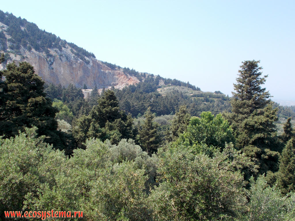 Светлохвойный лес с преобладанием сосны калабрийской (Pinus brutia) и можжевельников (Juniperus) на склонах горной гряды Дикеос, на высоте около 600 метров над уровнем моря