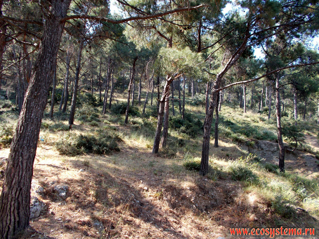 Светлохвойный лес с преобладанием сосны калабрийской (Pinus brutia) на склонах горной гряды Дикеос, на высоте около 600 метров над уровнем моря