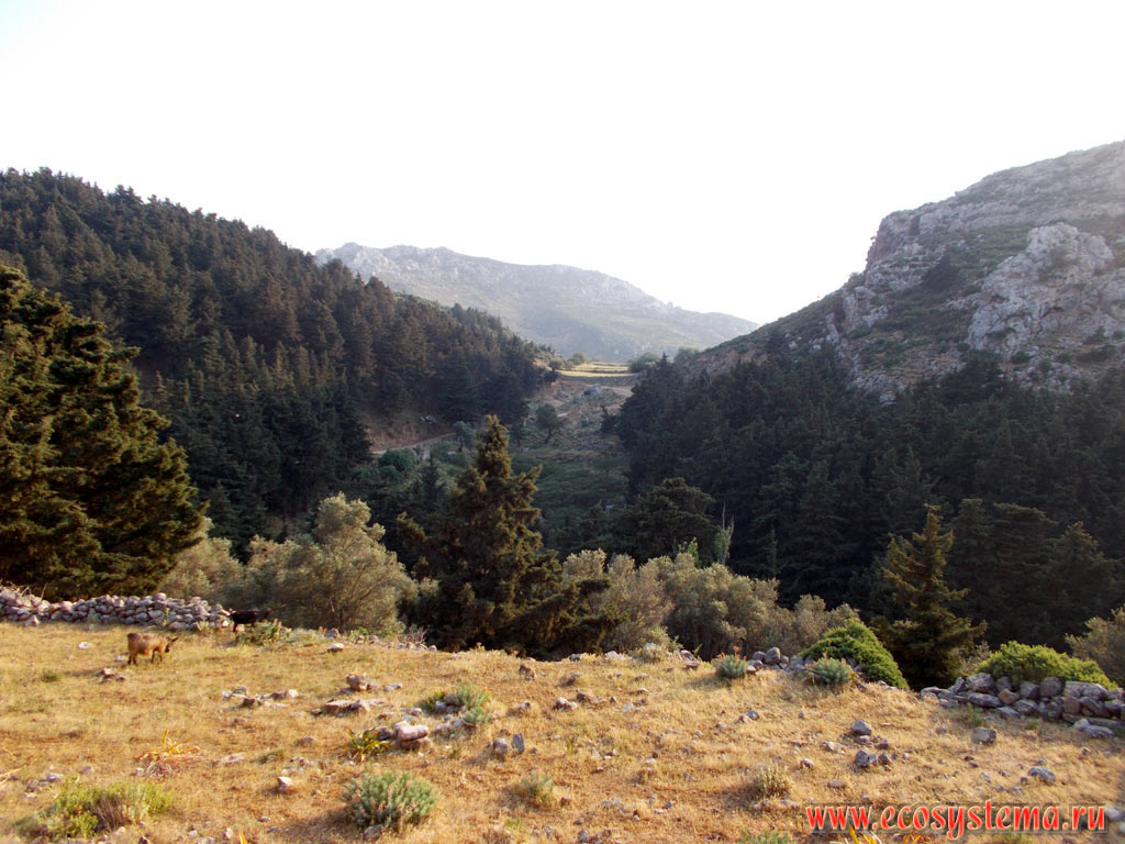 Светлохвойные леса с преобладанием сосны калабрийской (Pinus brutia) и можжевельников (Juniperus) на склонах горной гряды Дикеос, на высоте около 600 метров над уровнем моря
