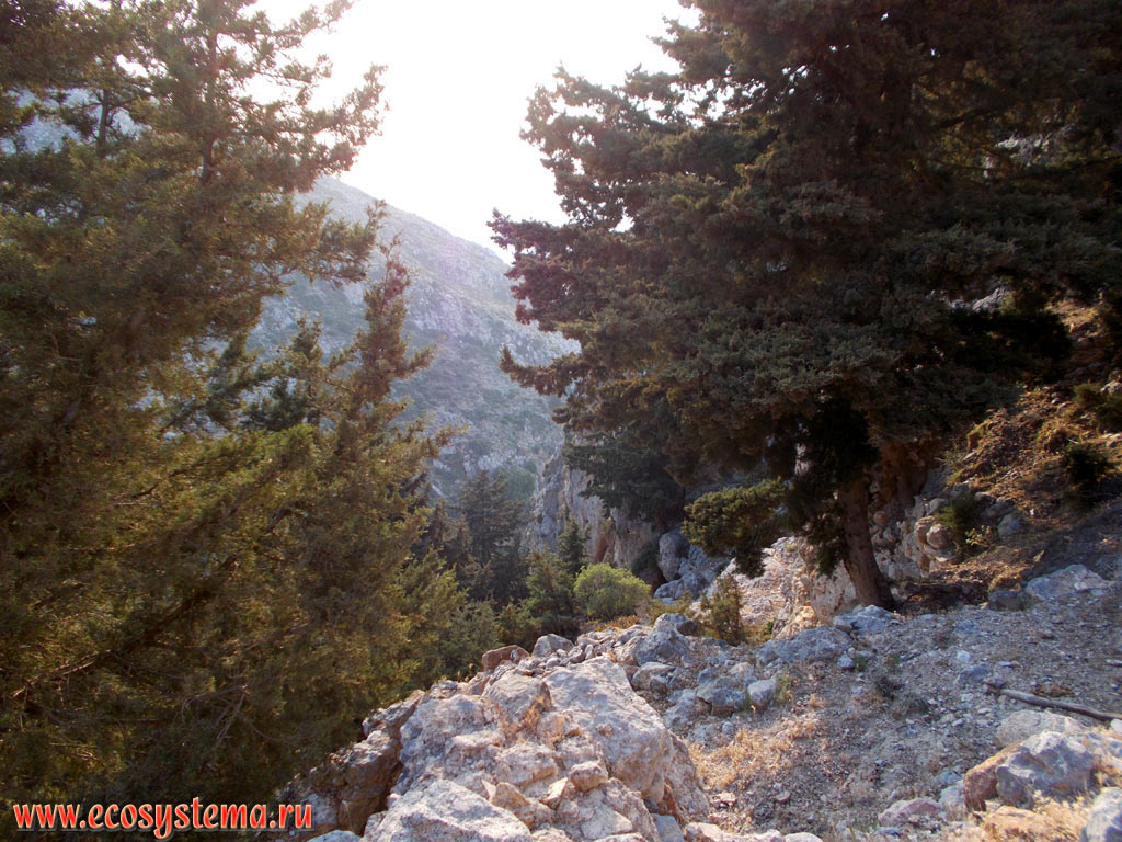 Светлохвойный лес с преобладанием можжевельников (Juniperus) на склонах горной гряды Дикеос, на высоте около 600 метров над уровнем моря