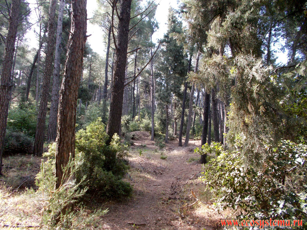 Светлохвойный лес с преобладанием сосны калабрийской (Pinus brutia) - лес Плака (Plaka Forest)
