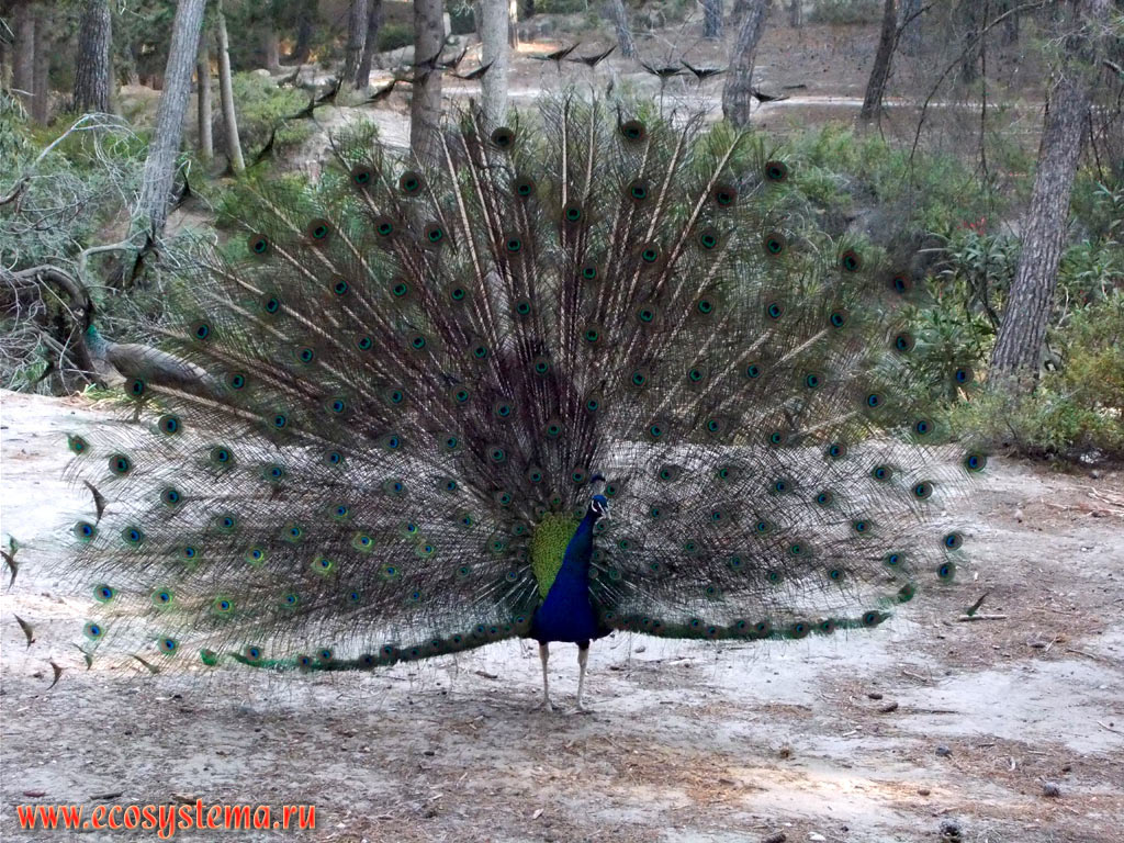 The lekking male of Indian, or Blue Peafowl (Pavo cristatus) in the pine coniferous Plaka Forest with a predominance of Calabrian pine (Pinus brutia) in the Western part of the island of Kos
