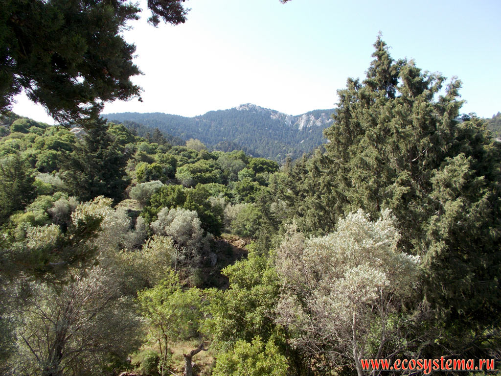 Светлохвойные леса с преобладанием можжевельников (Juniperus) и сосны калабрийской (Pinus brutia) на склонах горной гряды Дикеос, на высоте около 600 метров над уровнем моря