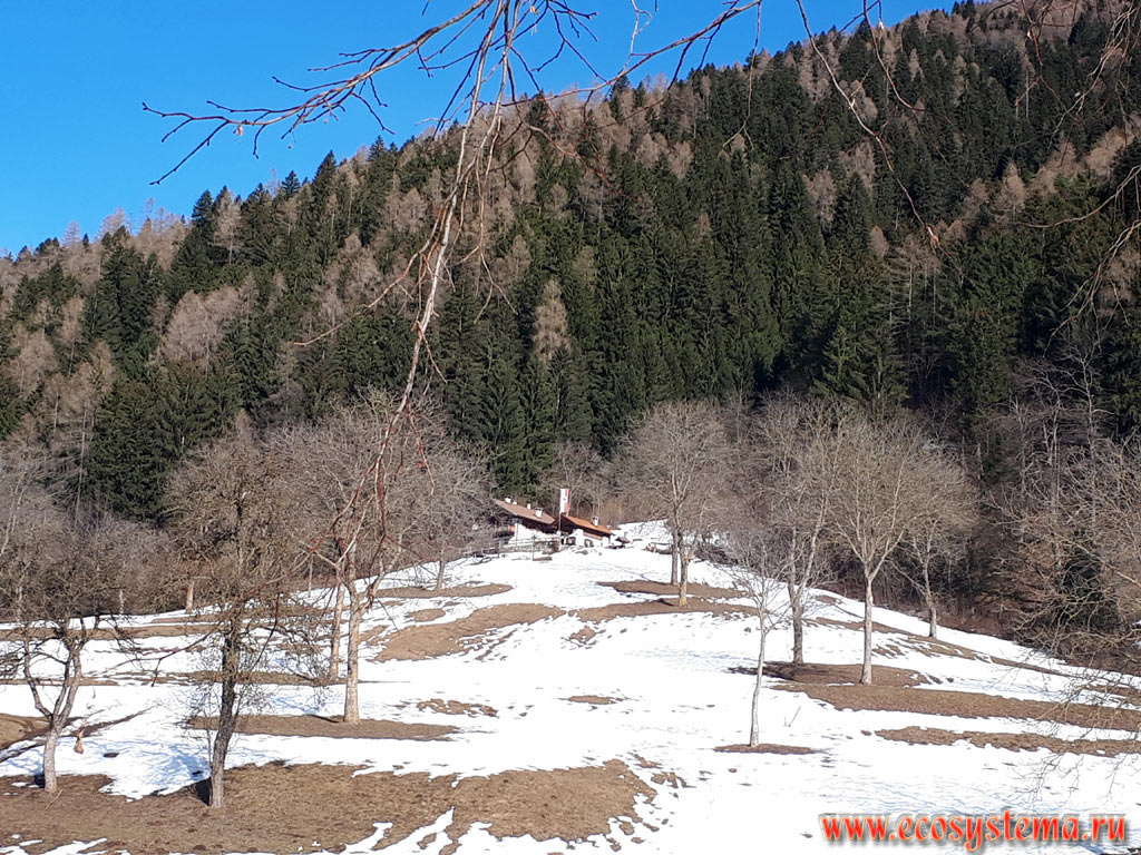 Farm in the vicinity of Pinzolo on the slopes of the Dolomites (one of the mountain ranges of the Eastern Alps), covered with mixed forests with predomination of European Spruce (Picea abies) and European Larch (Larix decidua) in the valley of the river of Val Genova