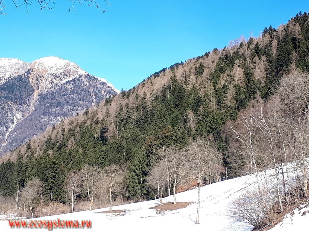 The slopes of the Dolomites (one of the mountain ranges of the Eastern Alps), covered with mixed forests with predomination of European Spruce (Picea abies) and European Larch (Larix decidua) on the outskirts of the town of Pinzolo in the valley of the river of Val Genova