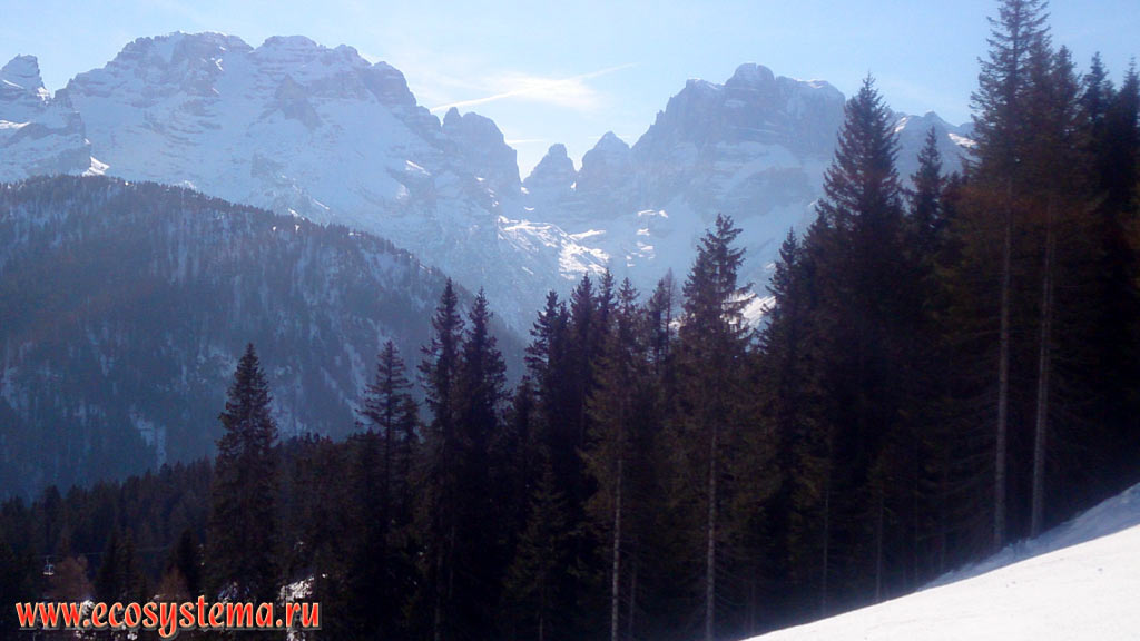 Groste mountain range in the Dolomites (part of the Eastern Alps), covered with dark coniferous forest with predomination of European Spruce (Picea abies), with a heights of 2900-3100 meters above sea level