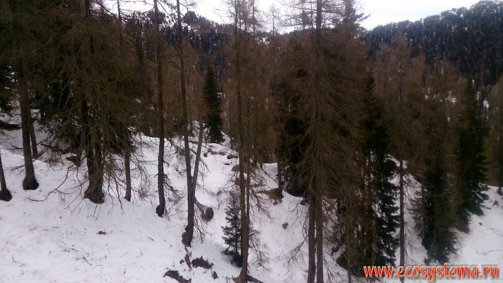 Light coniferous forest with predomination of European Larch (Larix decidua) on the slope of a mountain range in the Dolomites