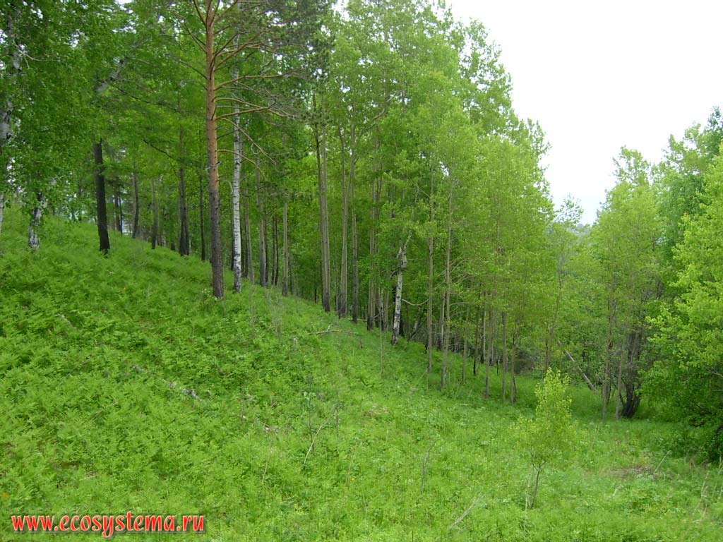 Мелколиственный березово-осиновый лес на склонах мыса Лиственничный.
Прибайкальский национальный парк, южное Прибайкалье