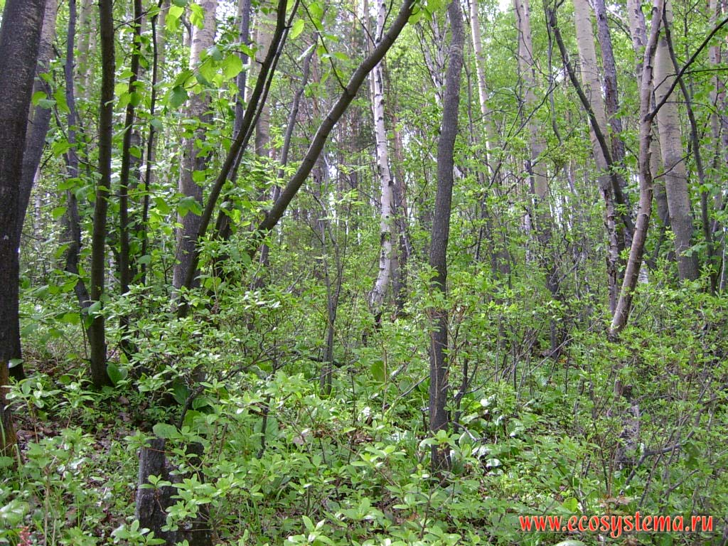 Березово-осиновый лес с подлеском рододендрона