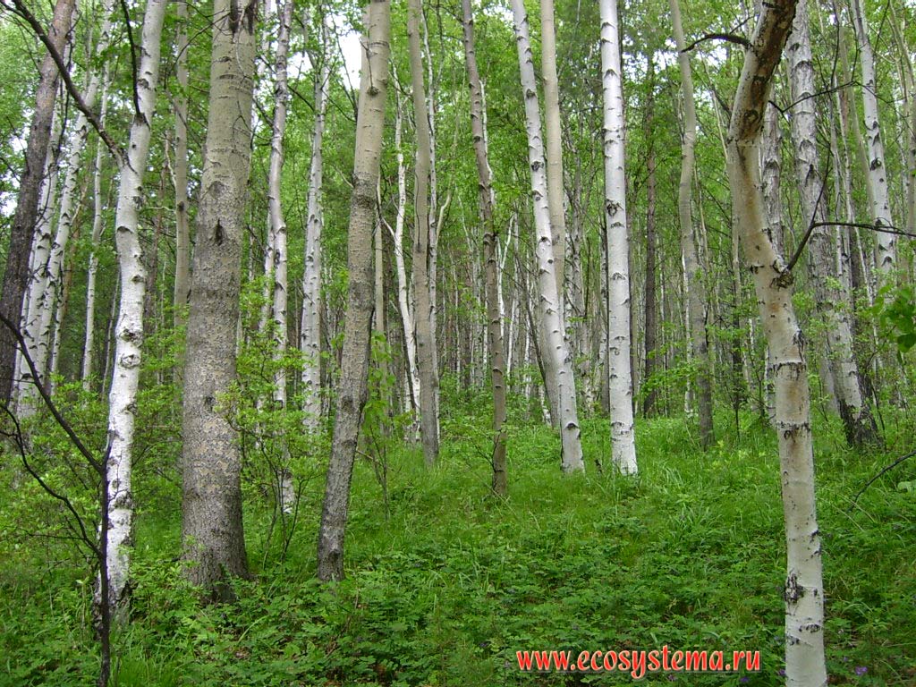 Aspen-birch forest with the rhododendron underbrush