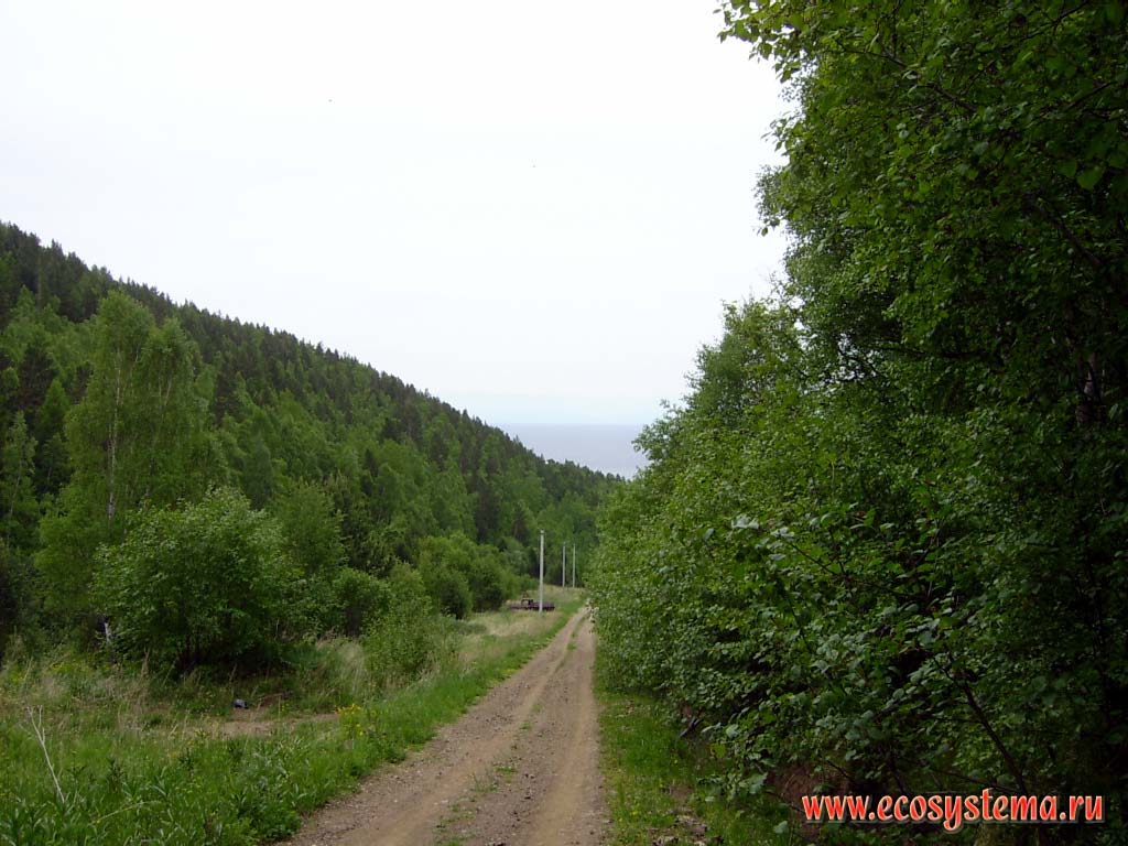 Смешанные (сосново-осиново-березовые) леса в районе Листвянки. Дорога к обсерватории