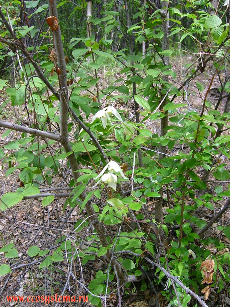 Княжик сибирский, или дикий хмель (Atragene sibirica L.)