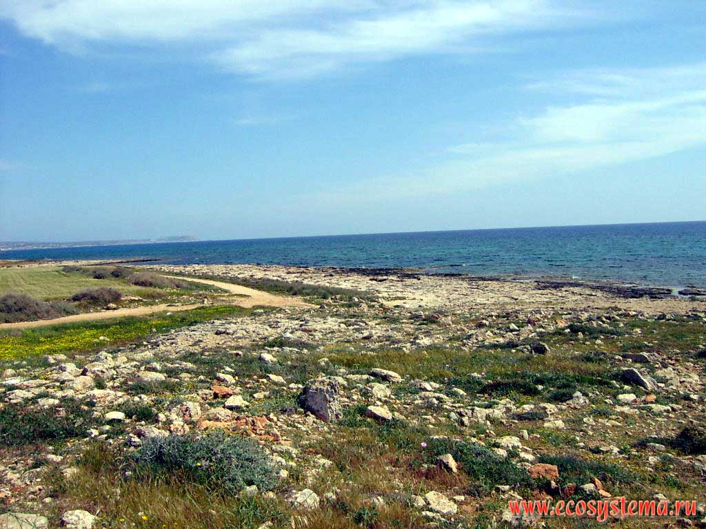Степная растительность на пологом берегу Средиземного моря. Средиземноморье, остров Кипр, Ларнакский залив