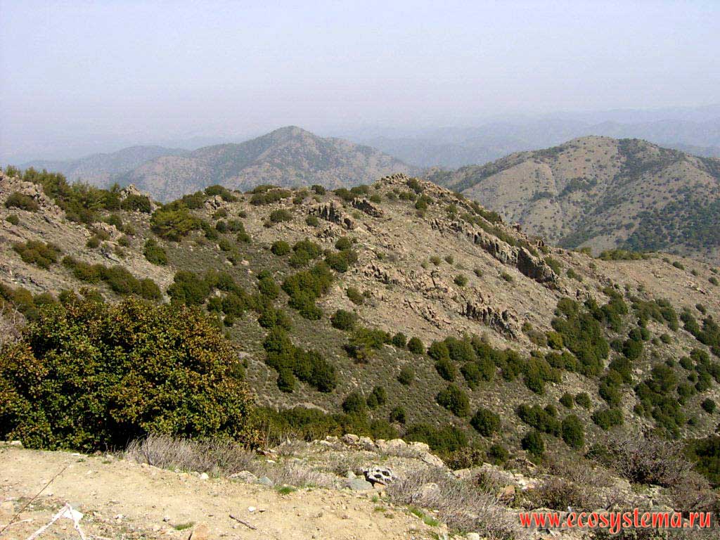 Можжевельниковые редколесья в горах Троодос (Тродос) (высота около 800 метров над уровнем моря). Средиземноморье, остров Кипр