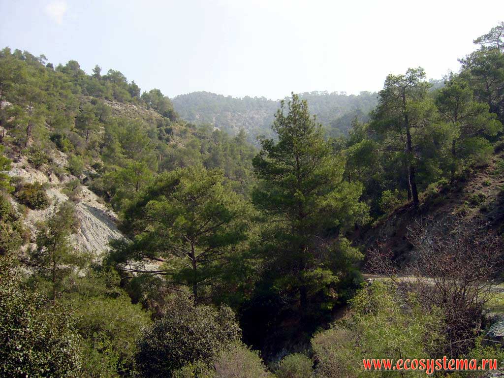 Troodos mountains. Pine forest at low altitudes.