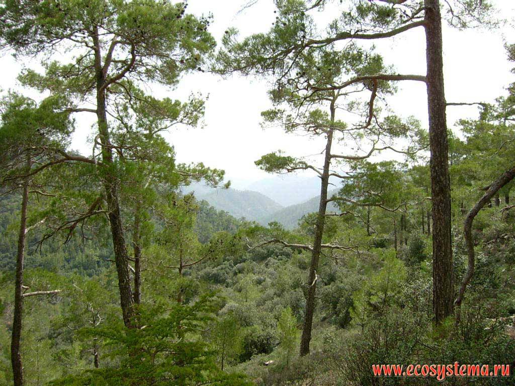 Сосновые (светлохвойные) леса в средней части склонов горной системы Троодос (Тродос) на высотах 800-1300 м над уровнем моря.