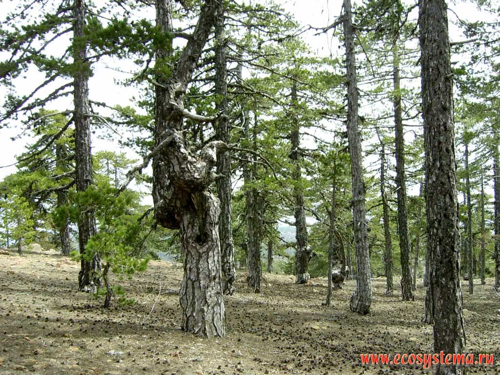 Мертвопокровные сосновые (светлохвойные) леса в верхней части склонов горной системы Троодос (Тродос)
на высотах 1200-1600 м над уровнем моря. Средиземноморье, остров Кипр