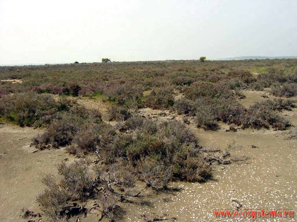 Shrub (halito-phytes) semi-desert at the dried lake bottom.