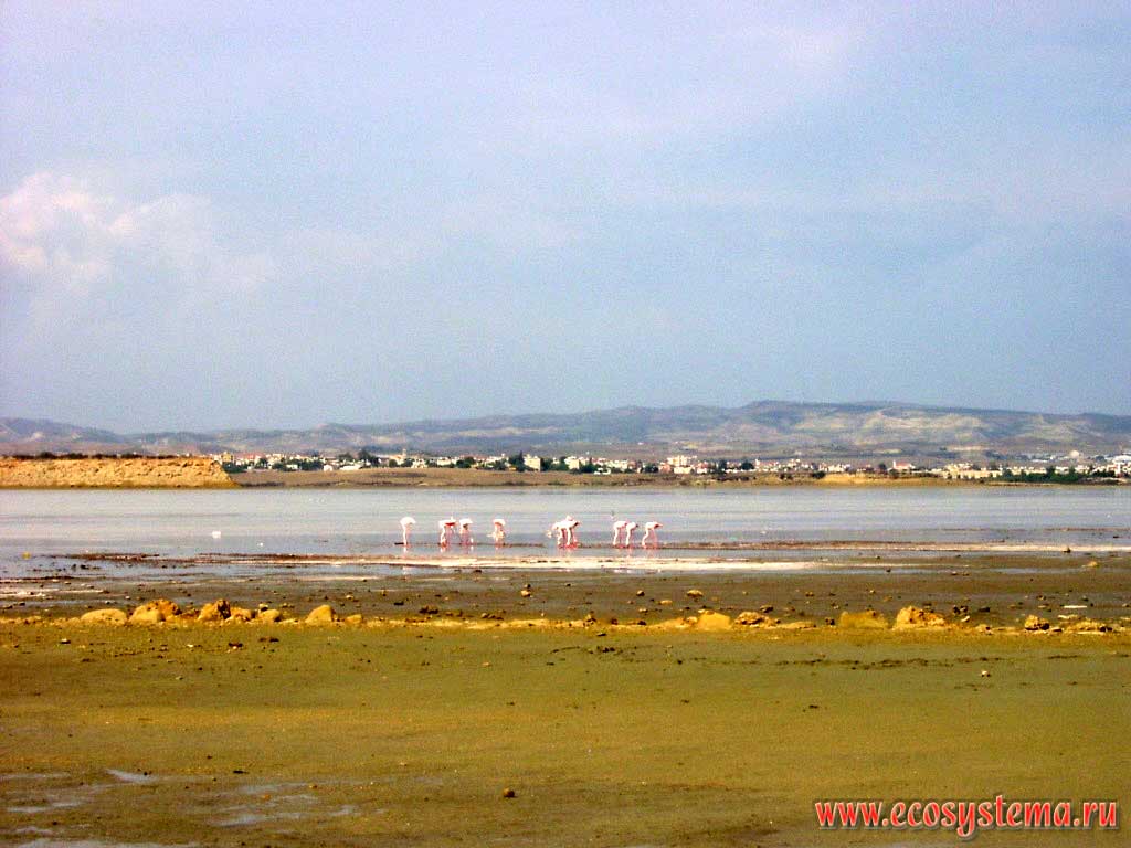 Стая фламинго на Соленом Озере около Ларнаки. Средиземноморье, остров Кипр, Соленое Озеро (Salt Lake), Ларнака