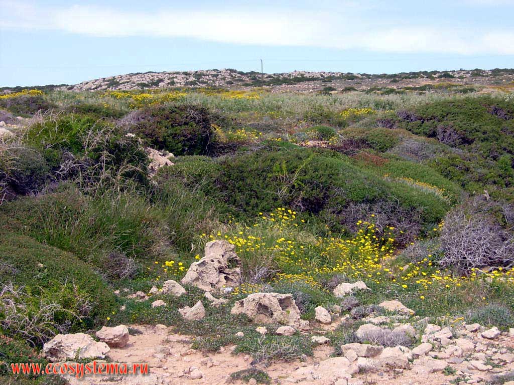 Ксерофитное кустарниковое сообщество - фригана на южном побережье. Средиземноморье, остров Кипр в районе Ларнаки