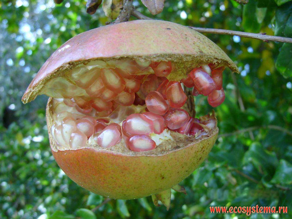 Ripe pomegranate (Punica granatum)