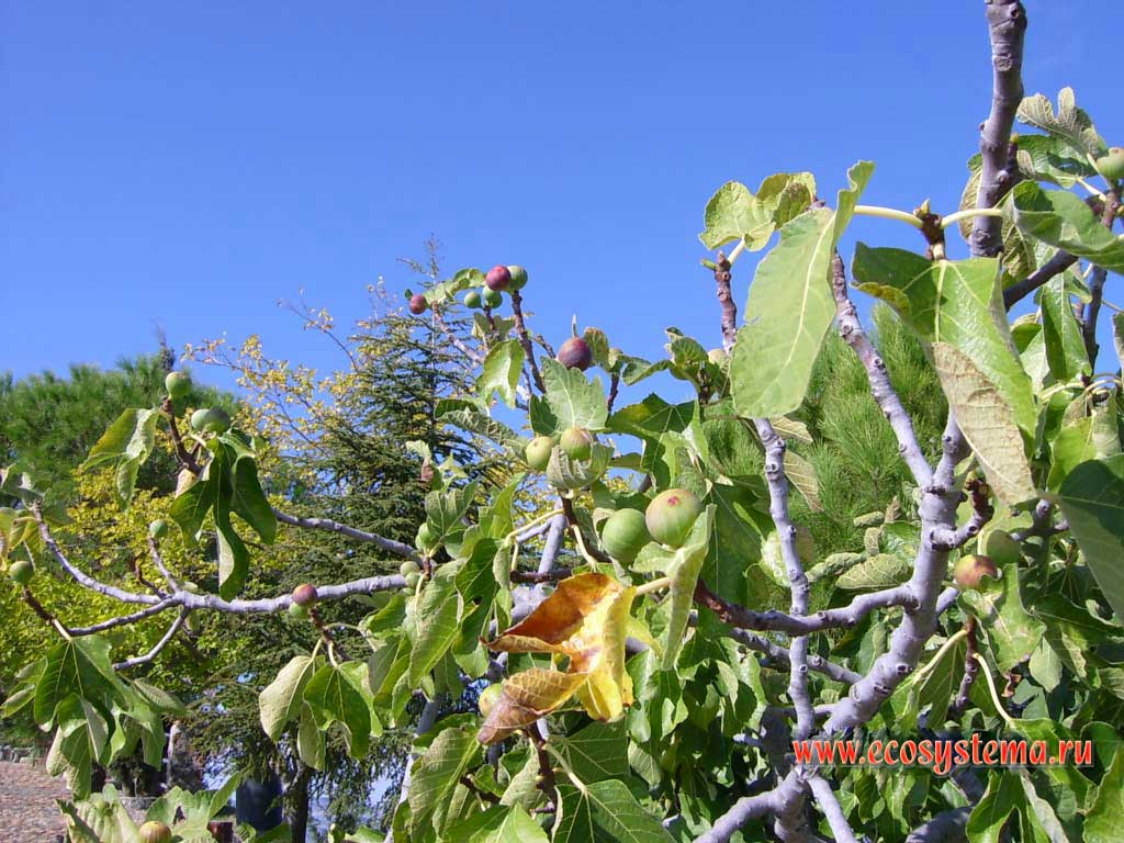 Fig (tree) with fruits (figs)