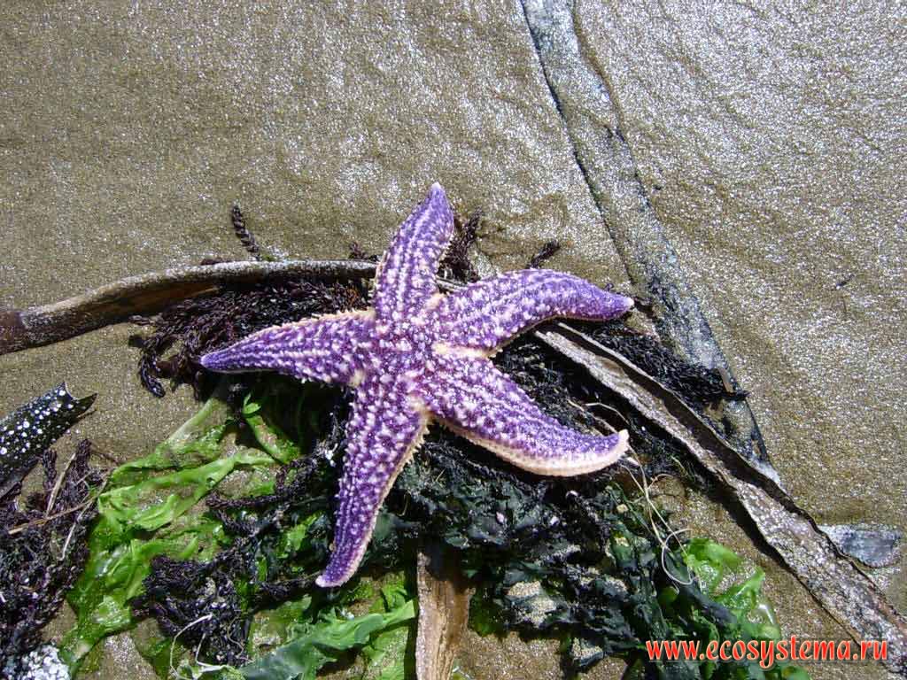 Starfish (Asterias amurensis).