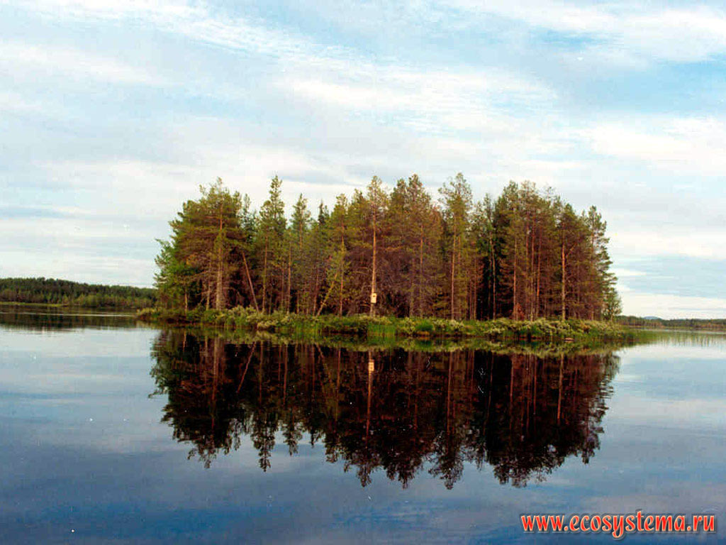 Остров на равнинном озере. Северная тайга, Лапландия, Фенноскандия