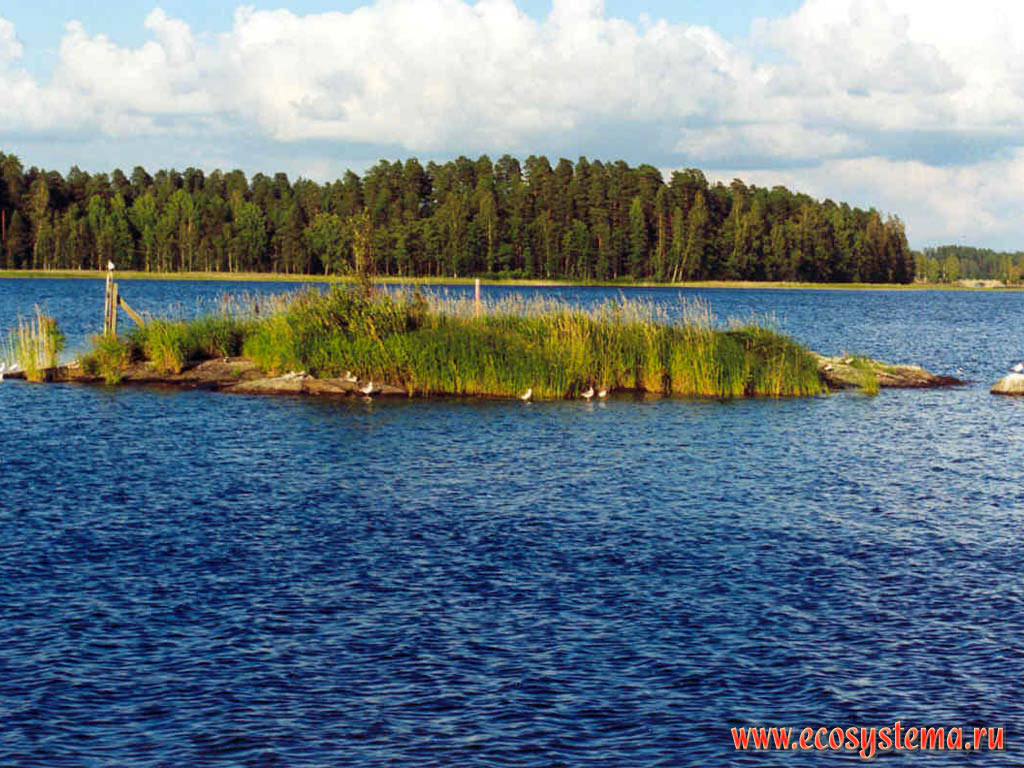 Равнинное озеро Иматра. Зона смешанных лесов, Южная Финляндия, Фенноскандия