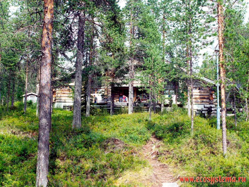 Лесная гостиница в сосновом (светлохвойном) лесу на берегу равнинного озера. Северная тайга, Лапландия, Фенноскандия