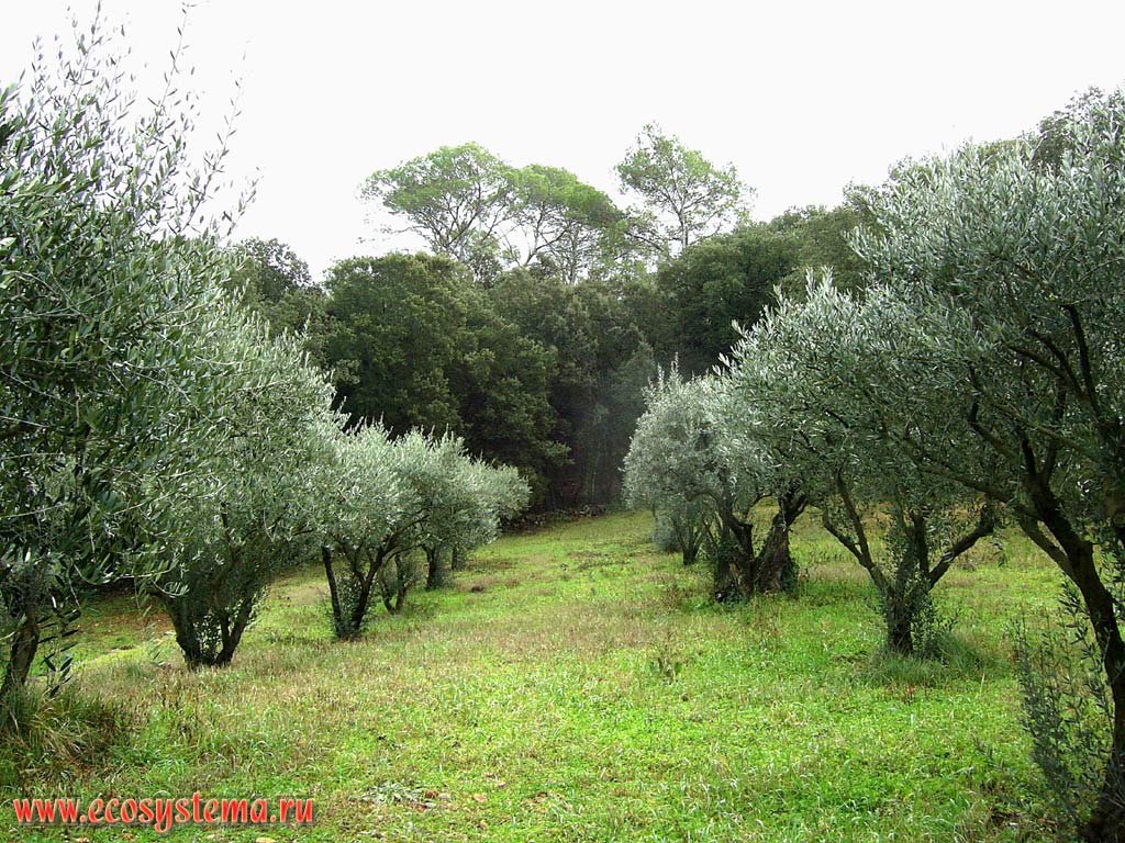 Плантация оливковых деревьев (маслин). Юг Франции, Прованс, Фрежюс