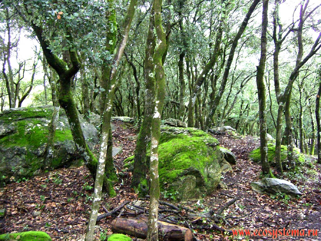 Evergreen subtropical forest (Mediterranean type) on the coastal lowland. South France, Provence, Frejus area